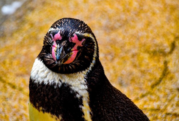 Foto nahaufnahme eines vogels