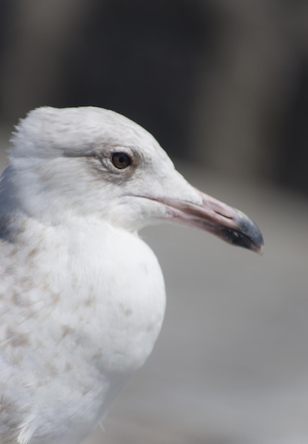 Foto nahaufnahme eines vogels