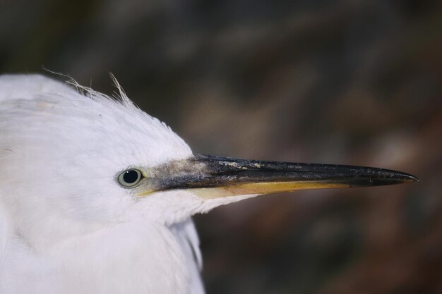 Nahaufnahme eines Vogels