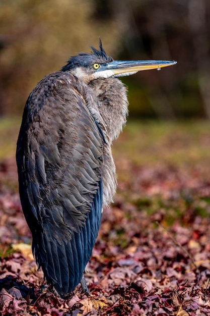 Foto nahaufnahme eines vogels