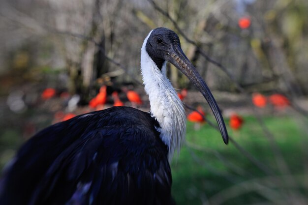 Foto nahaufnahme eines vogels