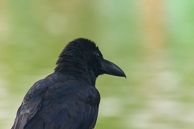 Foto nahaufnahme eines vogels