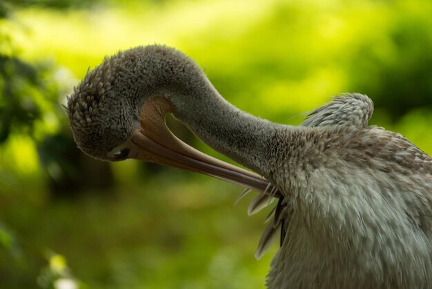 Foto nahaufnahme eines vogels