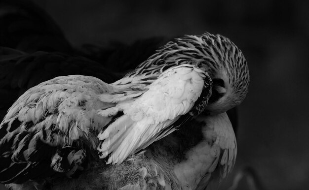 Foto nahaufnahme eines vogels