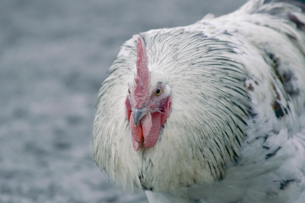 Foto nahaufnahme eines vogels