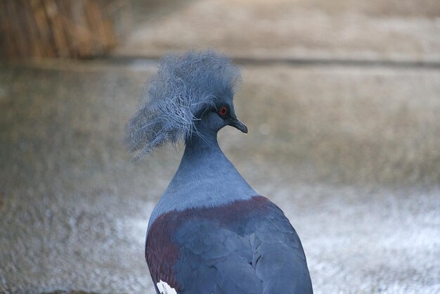 Foto nahaufnahme eines vogels.