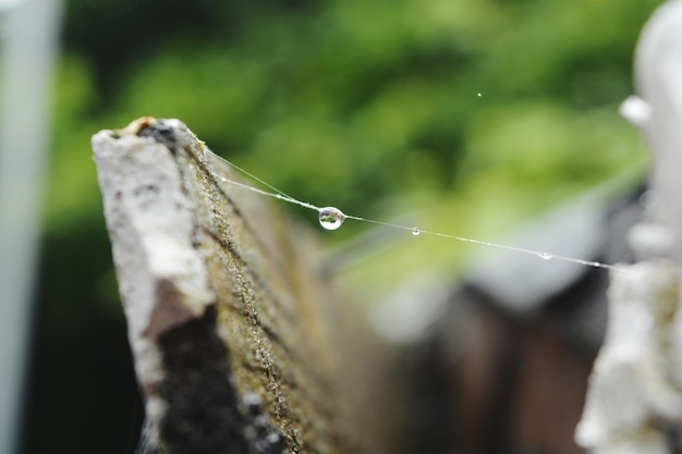 Nahaufnahme eines Wassertrops auf einem Blatt