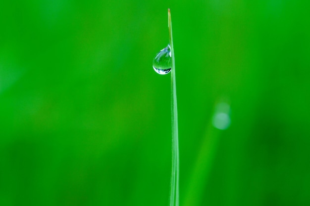 Foto nahaufnahme eines wassertrops auf einem blatt