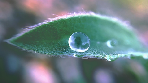 Foto nahaufnahme eines wassertrops auf einem blatt