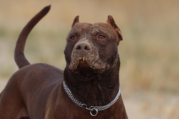 Nahaufnahme eines wegblickenden Pitbull-Hundes