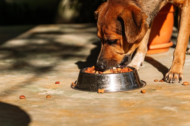 Nahaufnahme eines weiblichen Hundes, der Krokettenfutter isst