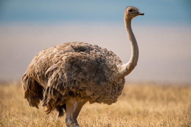 Nahaufnahme eines weiblichen Masai-Straußes auf einer Wiese im Ngorongoro Conservation Area, Tansania