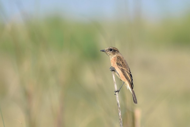 Foto nahaufnahme eines weiblichen steinkat-vogels, der auf einer pflanze sitzt