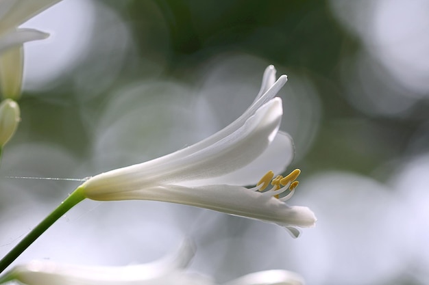 Nahaufnahme eines weißen Agapanthus, der im Freien blüht