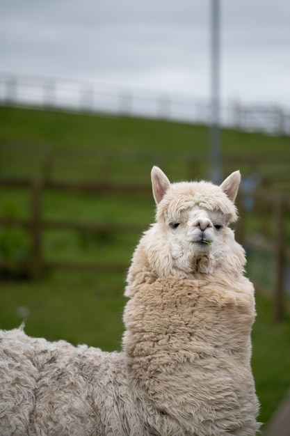 Nahaufnahme eines weißen Alpakas auf einer kleinen Haustierfarm in Irland