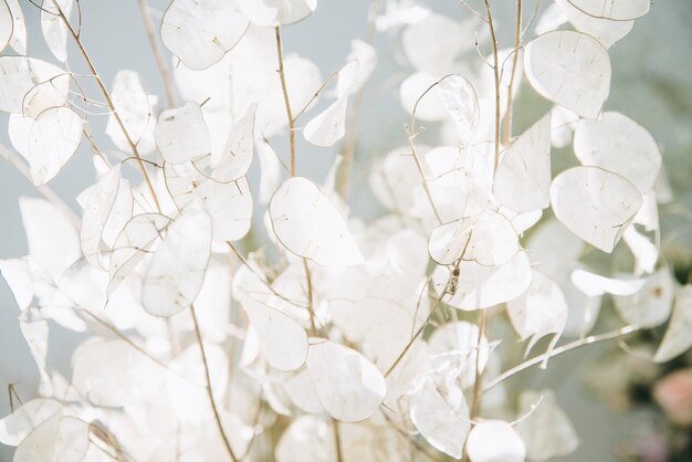 Foto nahaufnahme eines weißen blumenbaums