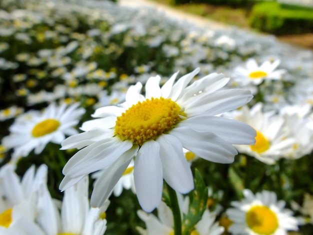 Nahaufnahme eines weißen Gänseblümchens in einem Garten mit Gänseblümchen im Hintergrund
