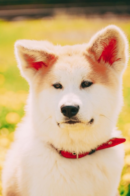 Nahaufnahme eines weißen Hundes auf dem Feld