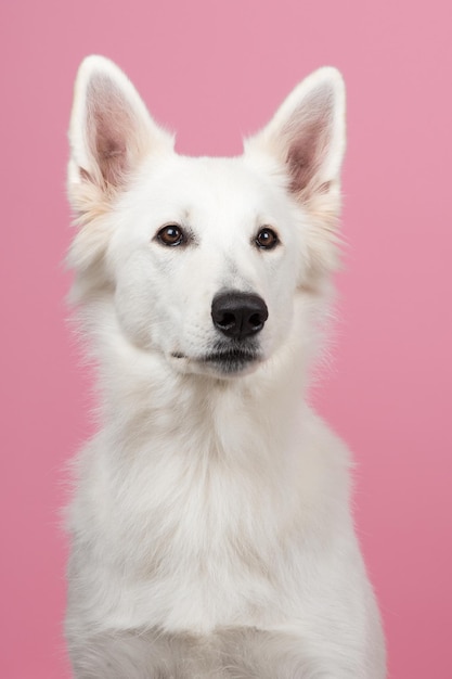 Nahaufnahme eines weißen Hundes vor rotem Hintergrund
