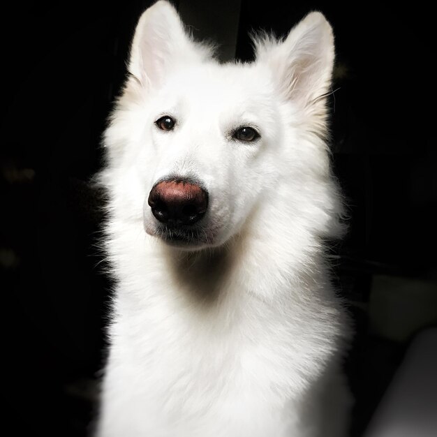 Foto nahaufnahme eines weißen hundes