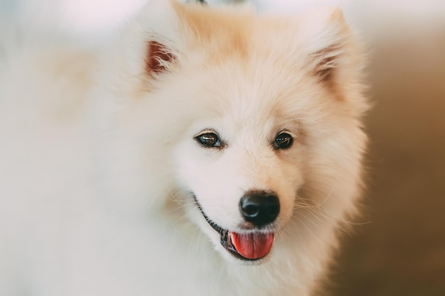 Nahaufnahme eines weißen Hundes