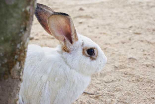 Nahaufnahme eines weißen Kaninchen