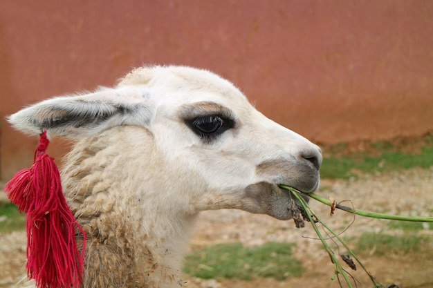 Nahaufnahme eines weißen LLama, der am Dorf von Chinchero, Urubamba, Cusco-Region, Peru isst