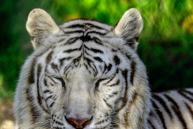 Foto nahaufnahme eines weißen tigers