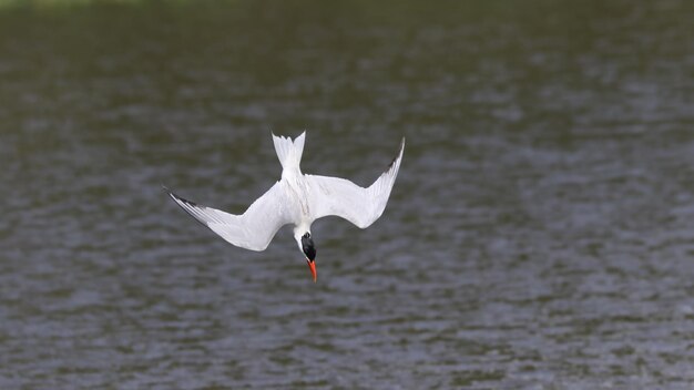 Foto nahaufnahme eines weißen vogels, der über dem see fliegt