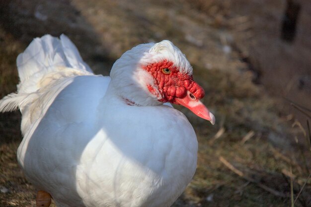 Foto nahaufnahme eines weißen vogels