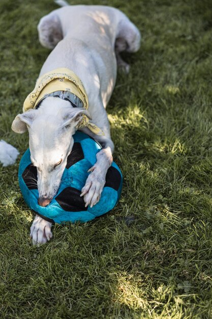 Nahaufnahme eines weißen Windhundes, der mit einem Ball auf dem Feld spielt