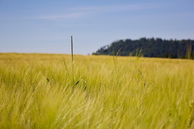 Foto nahaufnahme eines weizenfeldes vor dem himmel