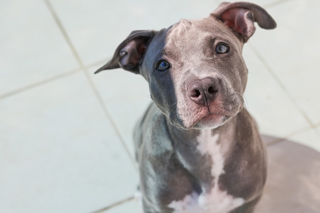 Nahaufnahme eines Welpen Pit Bull Hund zu Hause. Selektiver Fokus.