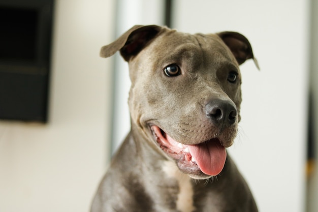 Nahaufnahme eines Welpen Pit Bull Hund zu Hause. Selektiver Fokus.