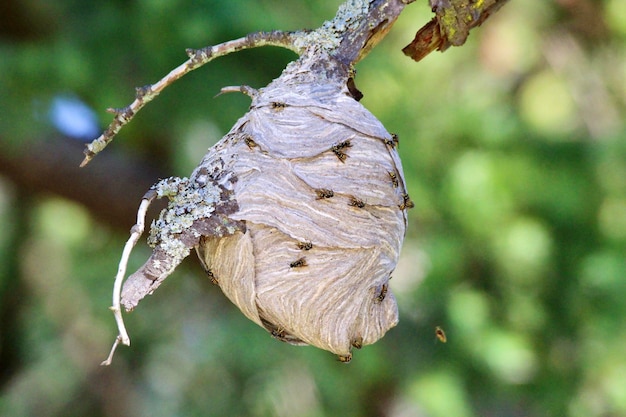 Foto nahaufnahme eines wespennestes auf einem baum