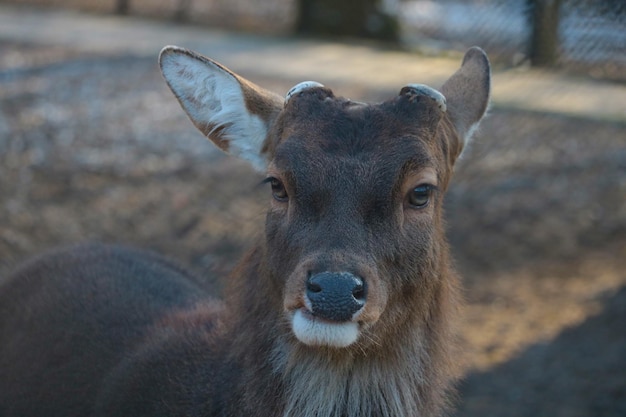 Nahaufnahme eines wilden Hirsches ohne Geweih im Wald