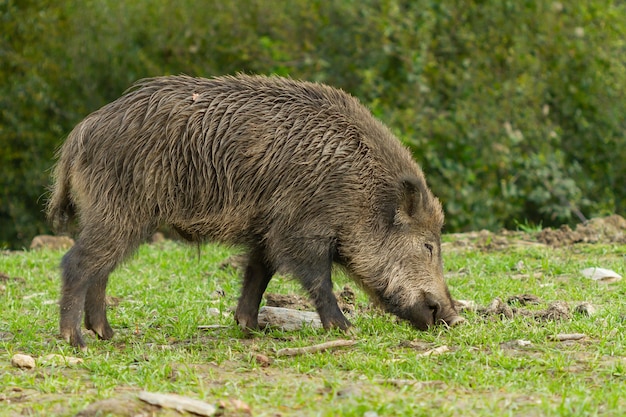 Nahaufnahme eines Wildschweins auf der Suche nach Nahrung in der wilden Natur, Barcelona, Spanien