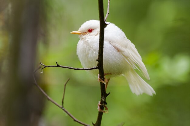 Nahaufnahme eines winzigen europäischen Albino-Robins, der auf einem Ast unter dem Sonnenlicht steht