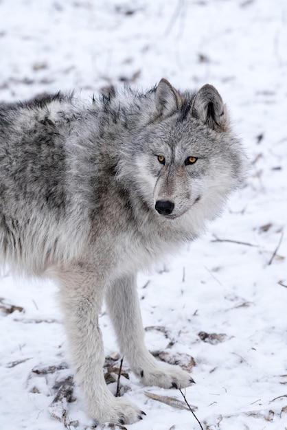 Nahaufnahme eines Wolfes auf dem Schnee