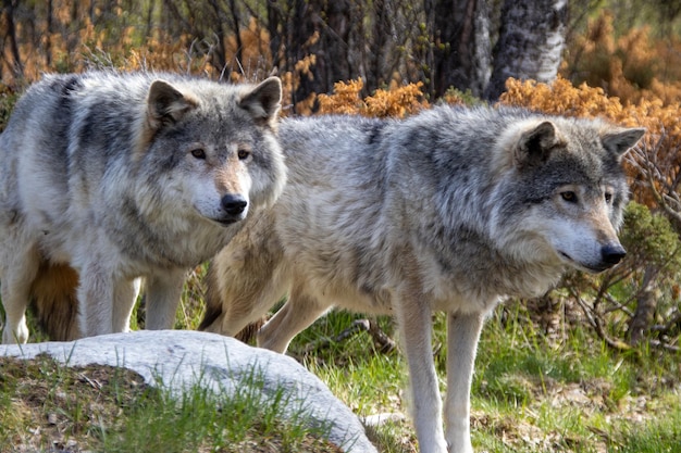 Foto nahaufnahme eines wolfes