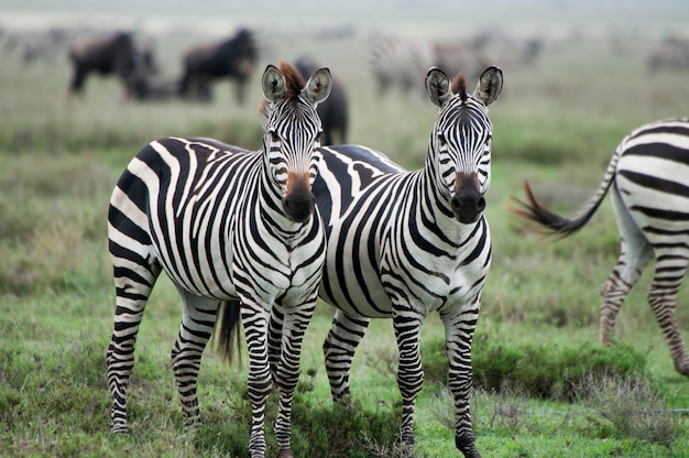 Nahaufnahme eines Zebras auf dem Feld