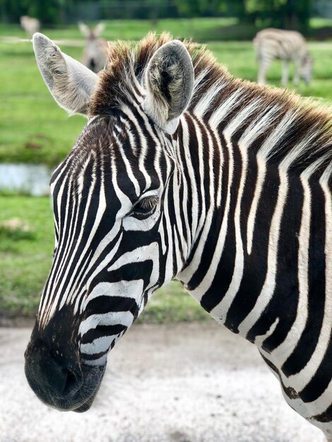 Foto nahaufnahme eines zebras auf dem feld