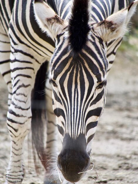 Foto nahaufnahme eines zebras, das im naturschutzgebiet weidet