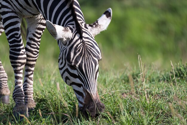 Nahaufnahme eines Zebras in einer Wiese