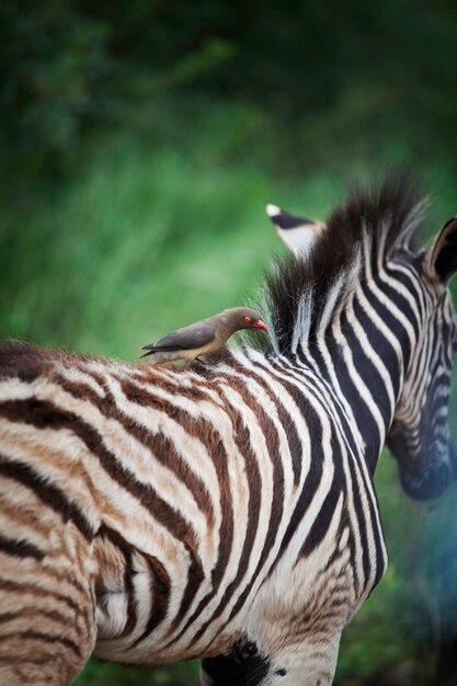 Foto nahaufnahme eines zebras