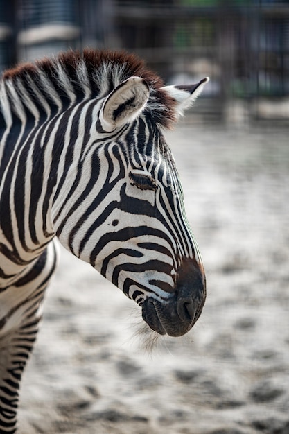 Foto nahaufnahme eines zebras