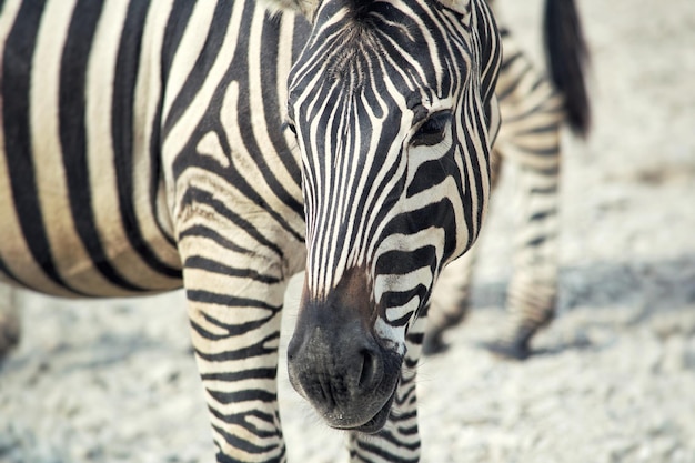 Foto nahaufnahme eines zebras