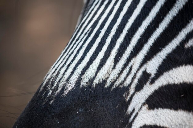 Foto nahaufnahme eines zebras