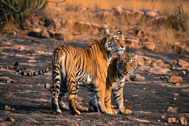 Foto nahaufnahme eines zebras