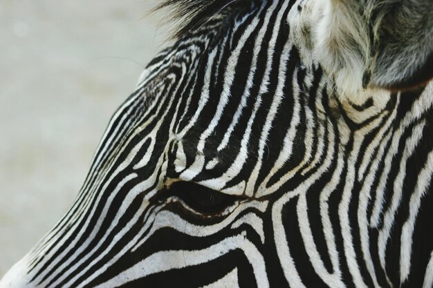 Nahaufnahme eines Zebras